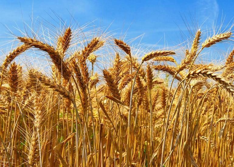 Close up of golden wheat.