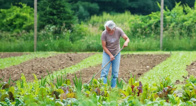 A gray-haired woman using a hoe in a garden.