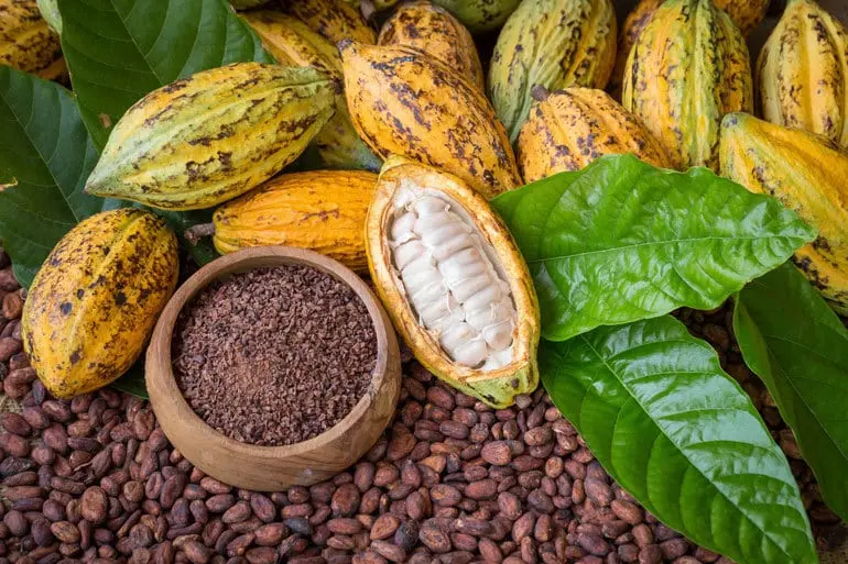 A pile of cacao pods lying next to a bowl of cocoa nibs.