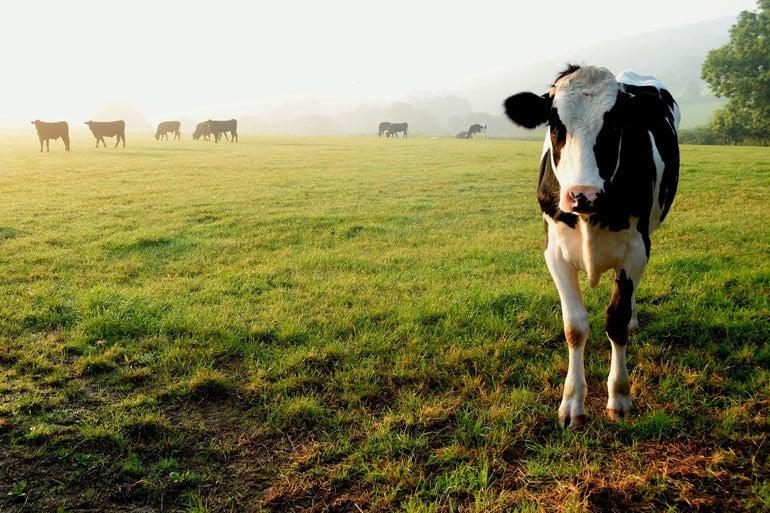 A happy cow standing in a green field with more cows in the distance.