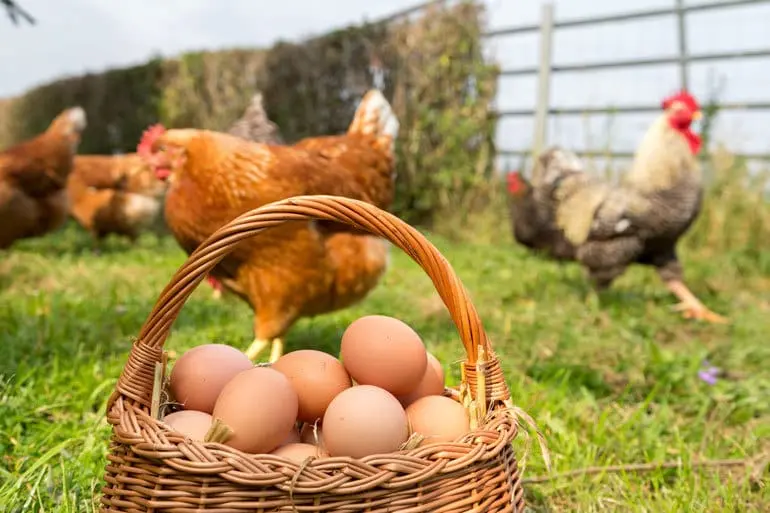 A basket of brown eggs with chickens running around in grass in the background.