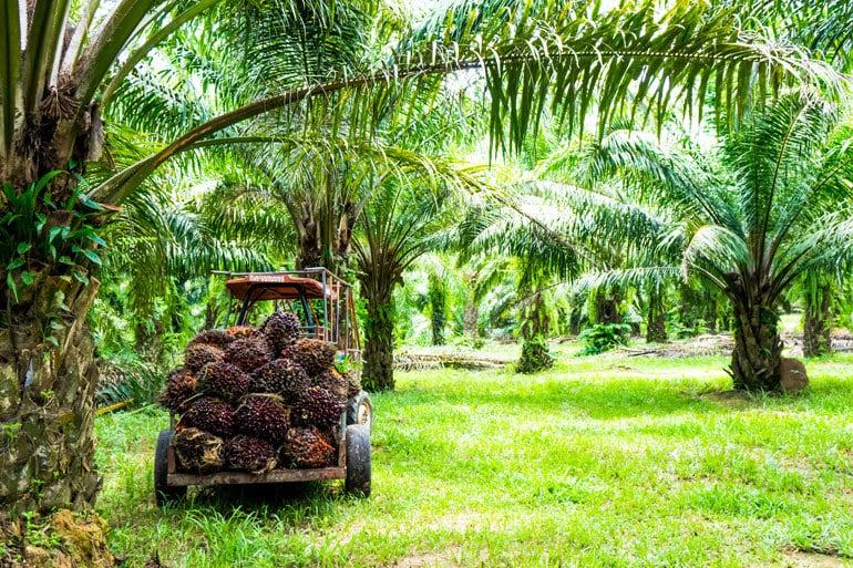 Palm being harvested from a grove of palm trees.