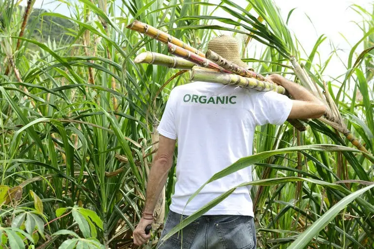 A man wearing a t-shirt with the text "Organic", carrying sugar cane stalks on his shoulder.