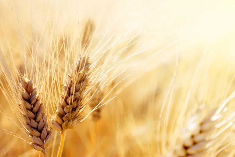 Close up of golden wheat.