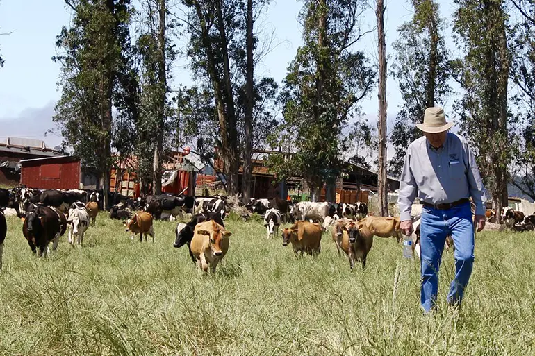 Farmer walking through a field with a herd of cows in the background.