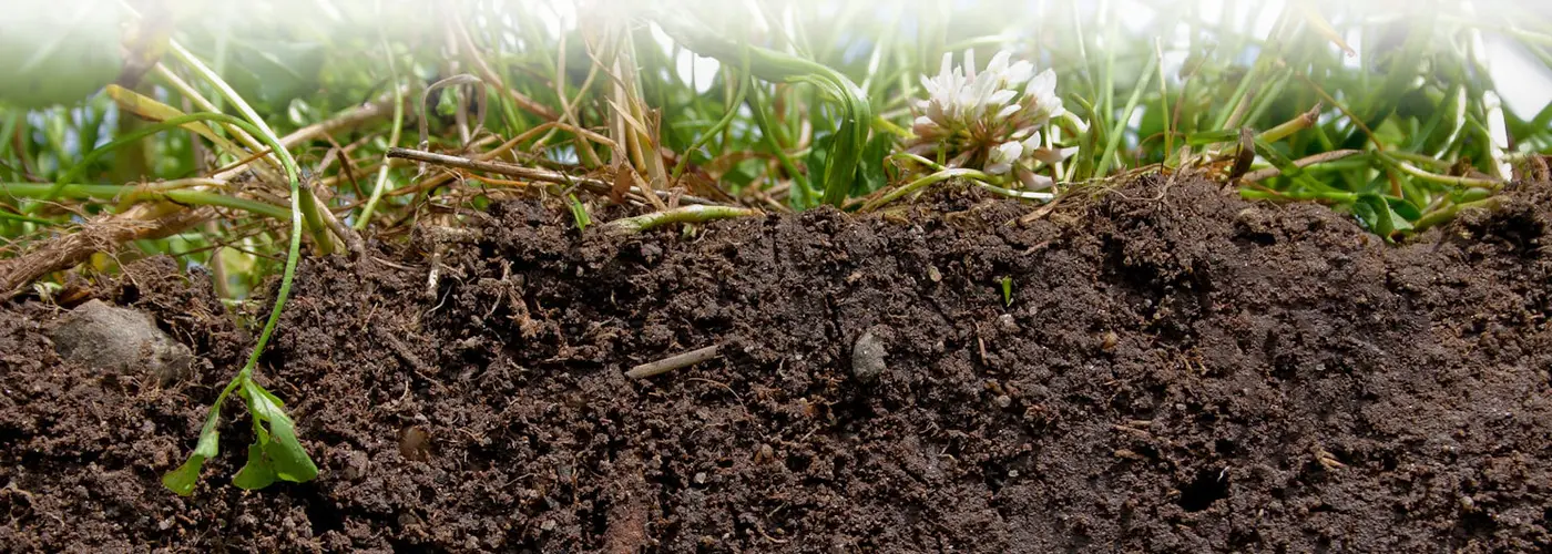 Close up of young seedlings growing in soil.