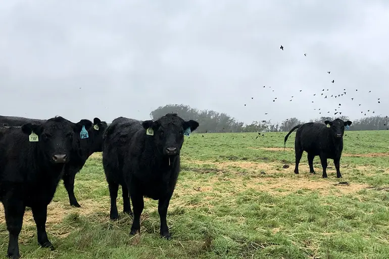 Four black cows standing in a green field.