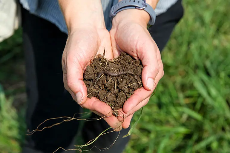 Woman with her hands full of organic soil.