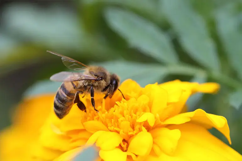 Close up of a honey bee on a yellow flower.