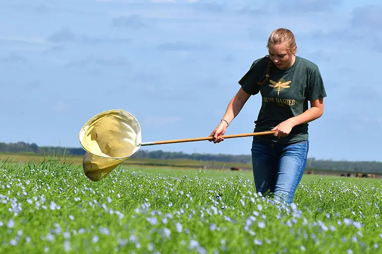 Woman using a net to collect insects in a field.