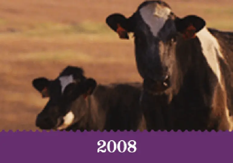 Year 2008 - Two cows in a field.