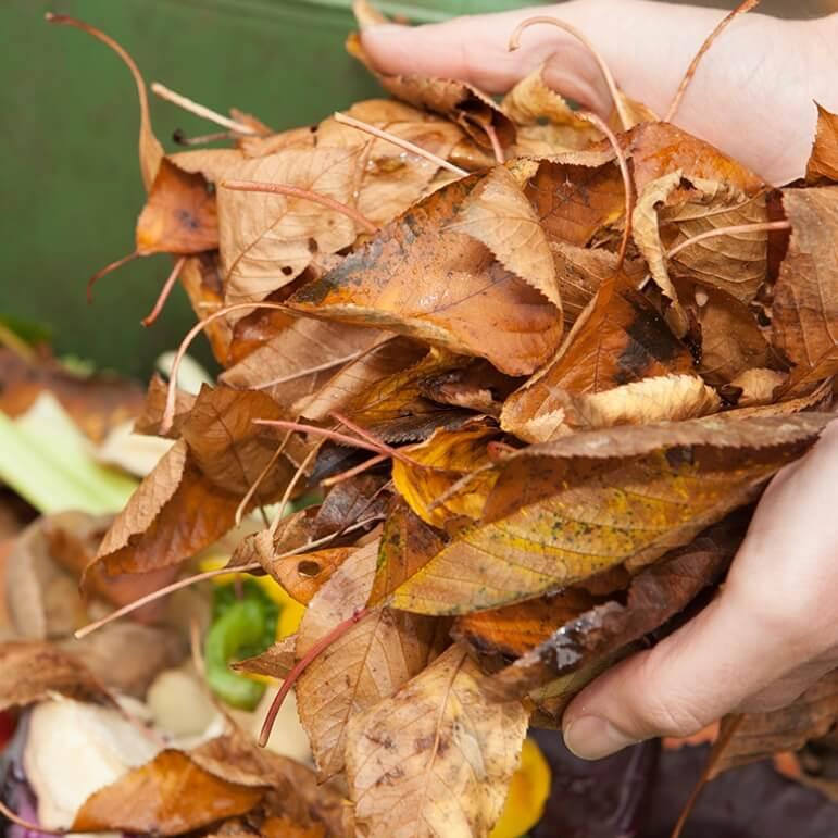 A close up of brown leaves in someone's hands.