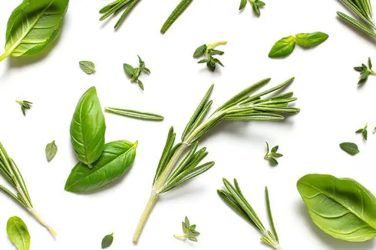 A group of green leaves laid out on a white background