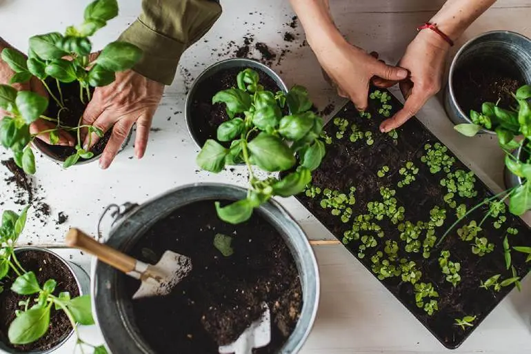 A group of people planting plants
