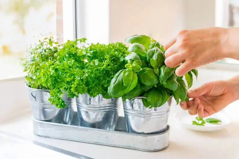Three green potted plants in metal containers with a person's hand holdings leaves