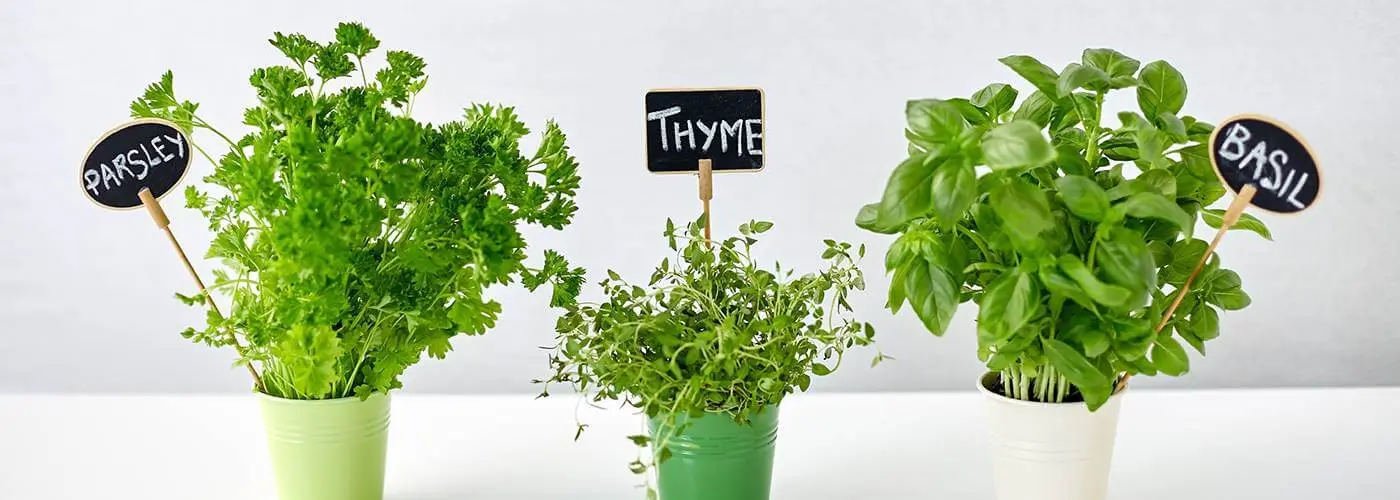 Three green potted plants with a signs that say, "Parsley, Thyme and Basil" on a white background