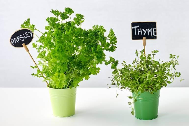 Two green potted plants with a signs that say, "Parsley, Thyme and Basil" on a white background